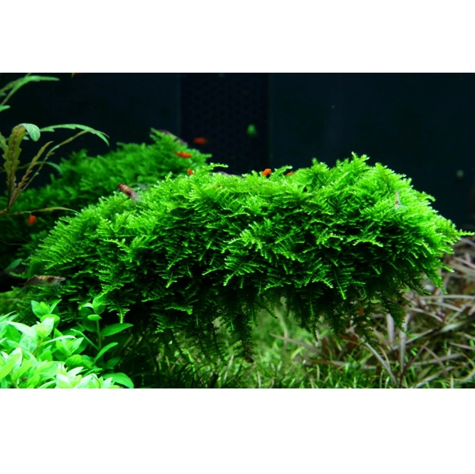 Tropica Vesicularia dubyana Christmas 1-2-GROW